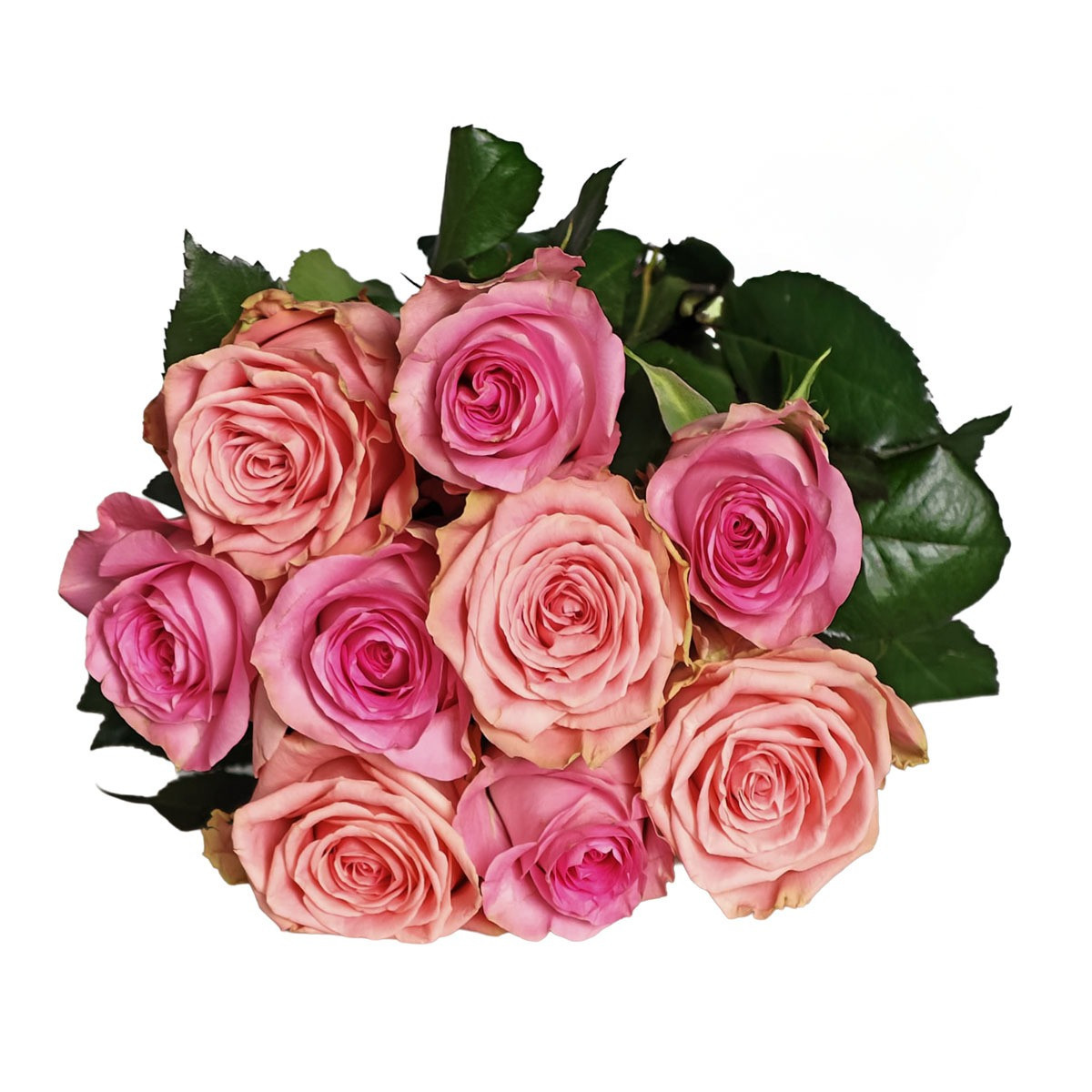 Kytica DUO pink