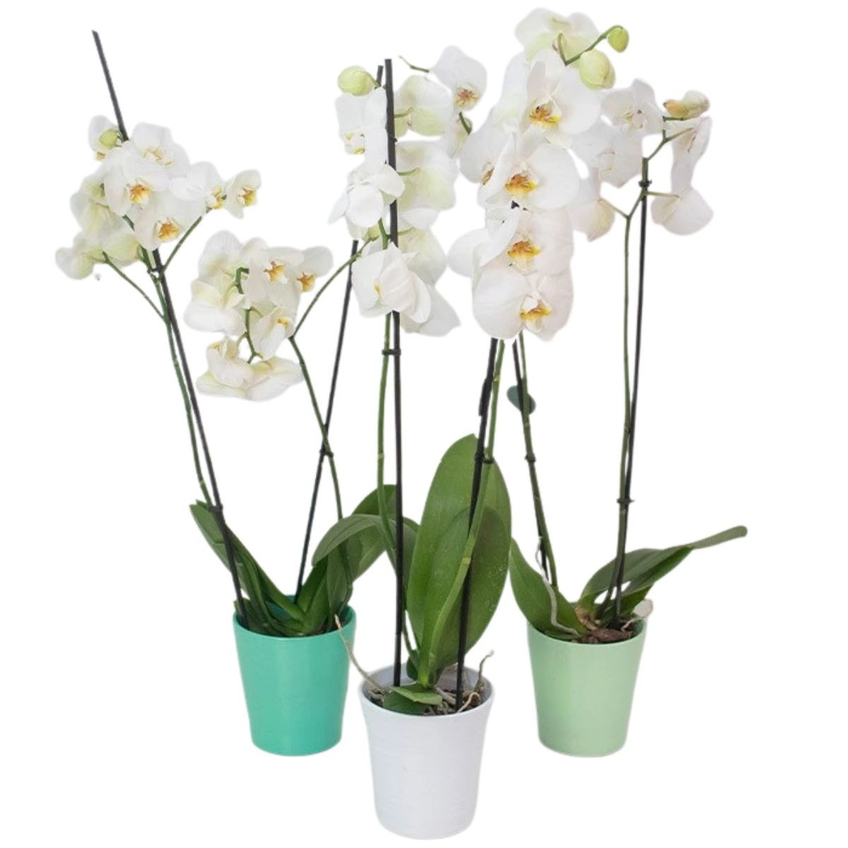 Črepníková orchidea s kochlíkom - biela