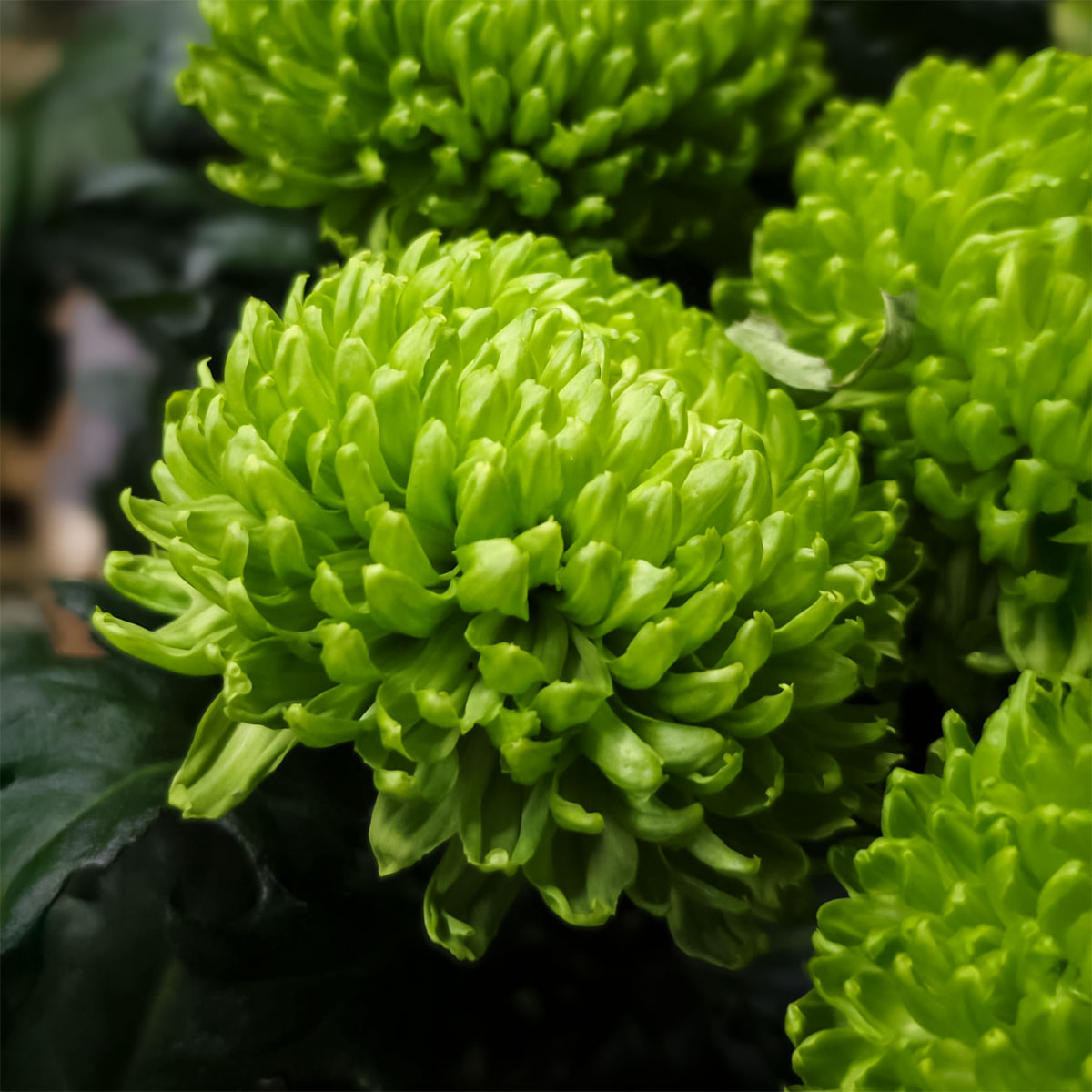 krasna-zelena-chryzantema-anastazia-kvety-pre-vas-2.jpg